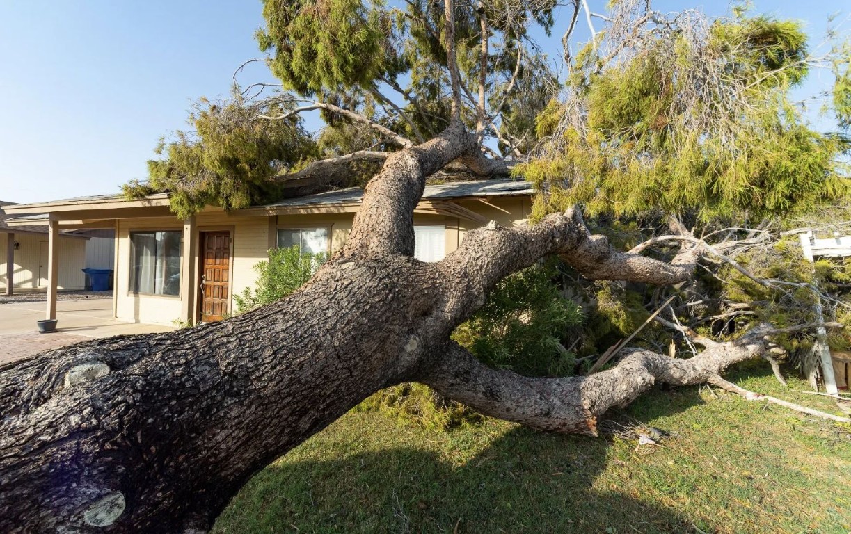 Storm-damaged tree fallen on residential property in Mankato, MN