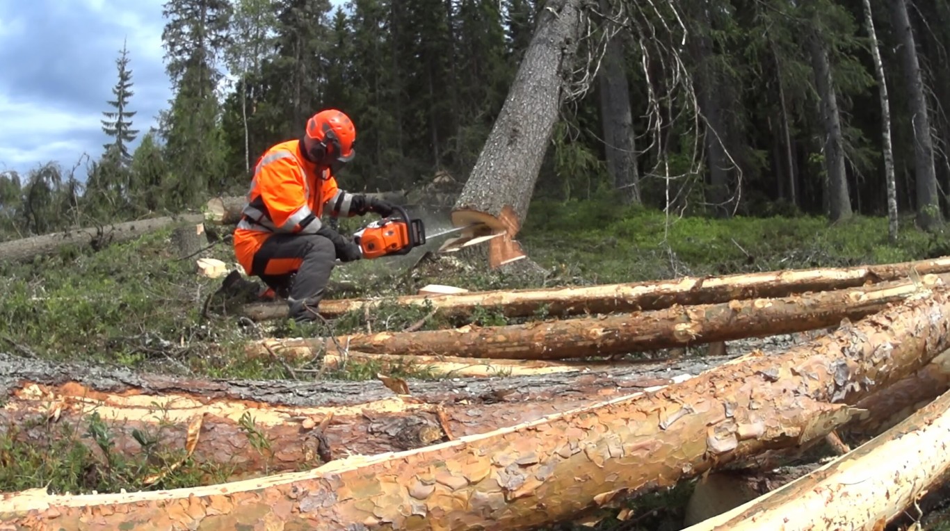Professional tree service crew at work in Mankato, MN