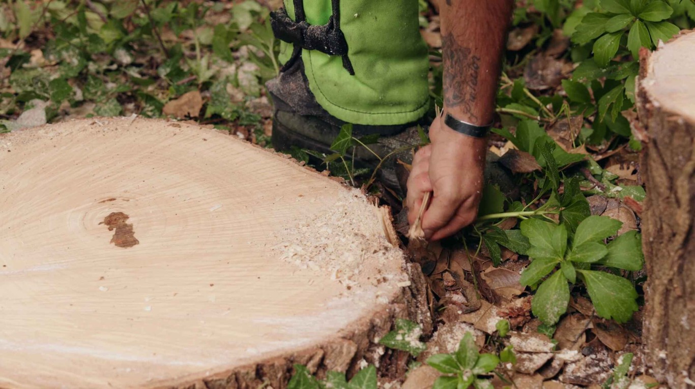 Tree service professional inspecting freshly cut stump in Mankato, MN